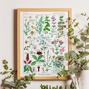 Vintage Botanische Druck Verdauungspflanzen Wissenschaft 1912 - Pflanzen Kunst Home Wandkunst Botanisches Poster Küche Dekor Botanische Wandkunst Geschenkidee