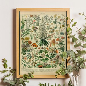 Adolphe Millot Flowers Vintage Botanical Print, Kitchen Wall Art