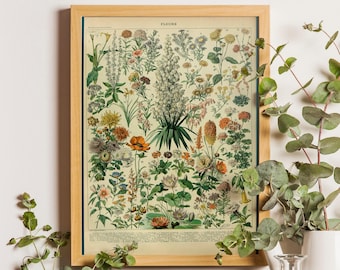 Adolphe Millot Flowers Vintage Botanical Print, Kitchen Wall Art