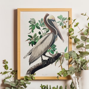 Vintage Audubon Brown Pelican Bird Print, Giclee, Art Print, Poster, Home Decor, Coastal Art, Audubon Bird Prints, Illustration, Sea Bird