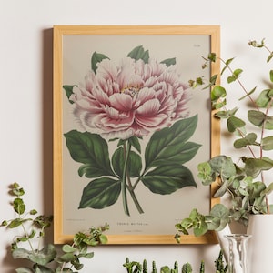 Pink Peony art print, Antique prints, Pink flower print, Botanical art prints, Vintage prints, Victorian art, Dutch art, Wall art flower