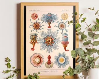 Vintage Jellyfish Art Print, Ernst Haeckel Marine Life Illustration