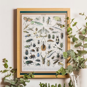 Insekten Poster, Insekten Druck, Adolphe Millot Druck, Diagramm mit einer Vielzahl von Insekten und Käfern, Wissenschaftliche Illustration Abbildung, Insekten Kunst