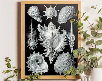 Ernst Haeckel Seashell Print Set, Vintage Nautical Coastal Art