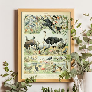 Plakat Vintage Bird Adolphe Millot Birds Print Millot Birds Botanical Print Bird Poster Science Birthday Gift Ornothological print Birds art