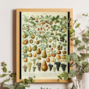 Adolphe Millot Fruits, Adolphe Millot Vintage Poster, Fruits chart, Vintage Wall Decoration, Botanical Prints, Botanical art, Kitchen poster