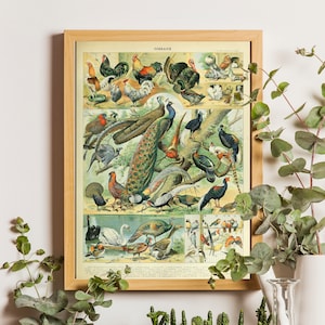 Póster de aves Arte Larousse Adolphe Millot Impresión Millot Póster de aves Impresión botánica Póster de aves Ciencia Regalo de cumpleaños Impresión ornitológica