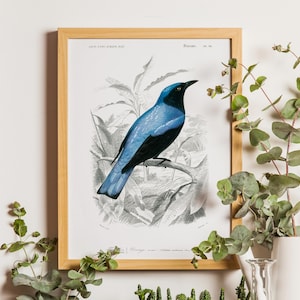Lámina de pájaro azul, decoración de aves de jardín, ornitología, arte de aves de jardín, aves vintage, láminas de aves vintage, lámina vintage, aves de Orbigny