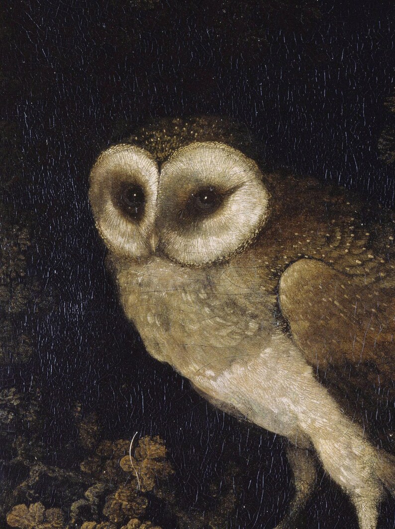 Antique Owl Painting featuring a moody, rustic bird print in a dark academia style. This vintage animal wall art showcases a detailed owl portrait, perfect for creating a scholarly, atmospheric vibe. Ideal as vintage owl print decor, owl wall art, or bird print for a study, library, or cozy reading nook. Printed wall art.