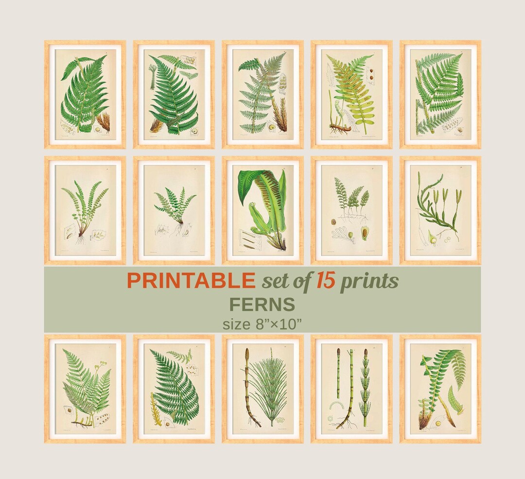PRINTABLE Set of 15 Fern Images #3, Fern Posters, Vintage Leaf ...