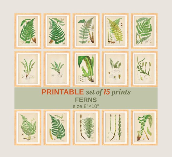 PRINTABLE Set of 15 Fern Images 3 Fern Posters Vintage | Etsy