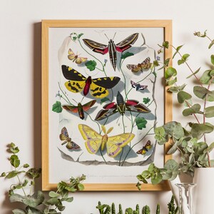 Vintage Schmetterlingswandkunst, wissenschaftliche Schmetterlingskarte, Vintage Schmetterlingsdruck, Schmetterlingsdruck, Bauernhausdekor, botanischer Druck