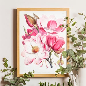 Vintage Magnolia Print, Botanical Print, Pink Magnolia Art, Antique Botanic Print, Wall Art, Farmhouse Decor, Dining Room, Gift for her