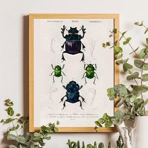 Vintage Beetle Print, Entomology Science Poster, Insect Illustration