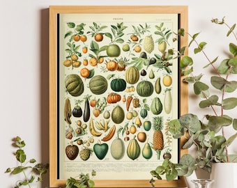 May include: A framed botanical print titled FRUITS featuring a detailed collection of various fruits and vegetables in shades of green, orange, yellow, and brown, arranged in rows with small numbered labels and text at the bottom.
