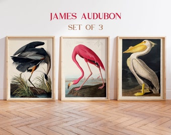 Audubon Birds Set of 3 prints, Vintage Audubon American Pelican, Flamingo Print, Flamingo Poster, Great Blue Heron Print, Coastal decor