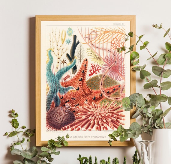 Vintage Coral Reef Print, Marine Life Illustration, Coastal Bathroom Art
