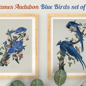 Set di stampe Blue Birds, stampe botaniche, stampe di uccelli vintage, stampe di uccelli Audubon, magnolia, uccelli Audubon, arte per il soggiorno, stampa botanica