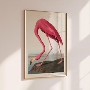 Lámina de arte vintage de flamenco rosa, decoración de aves de América, ilustración de pájaro antiguo, póster de John Audubon, arte de pared de flamenco, arte de pared vintage