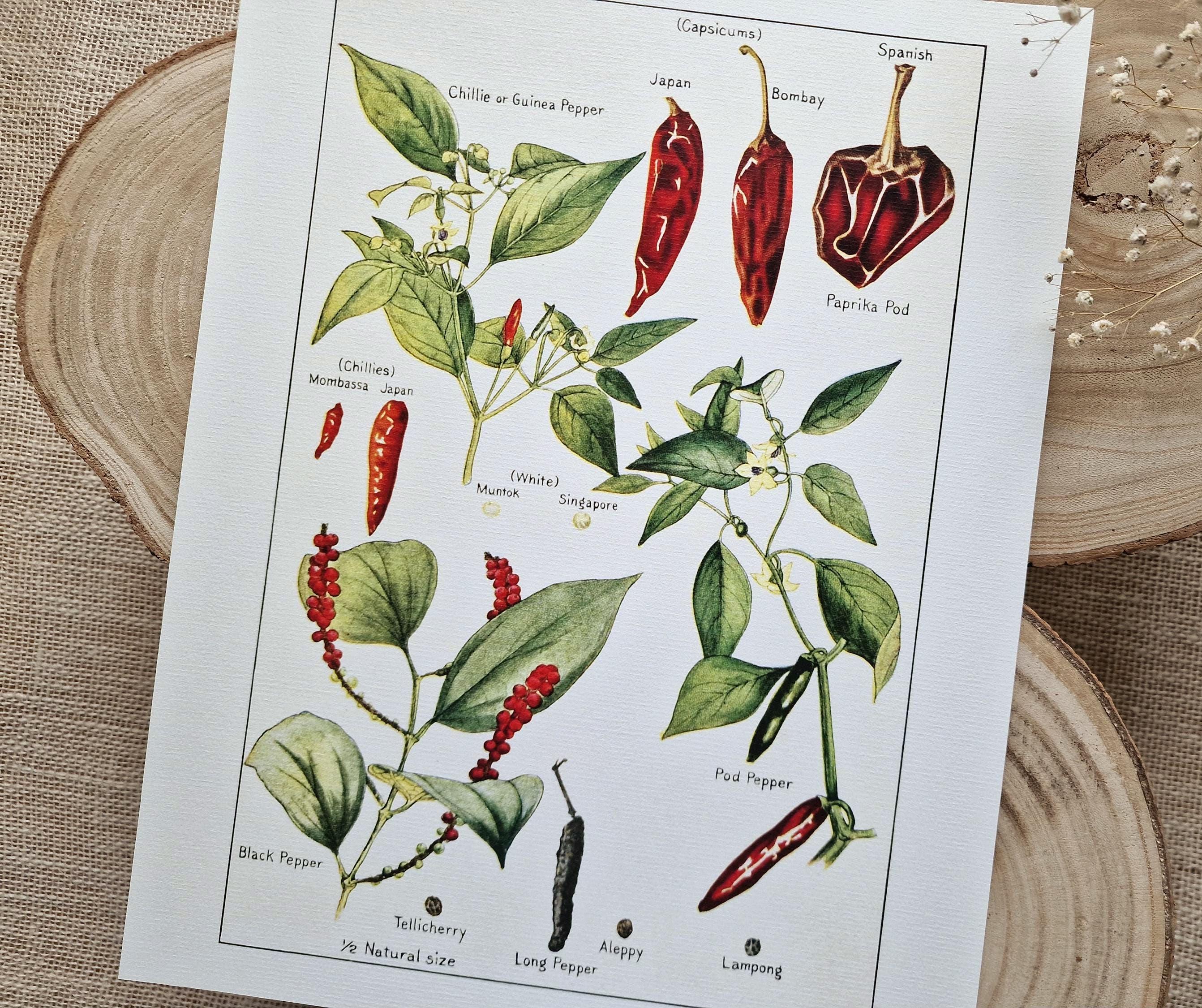 Vintage Chili Pepper Print, Antique Botanical Poster, Chili Pepper