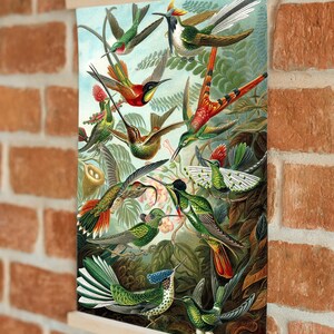 Ernst Haeckel Hummingbird Print: Vintage Tropical Wall Art image 7