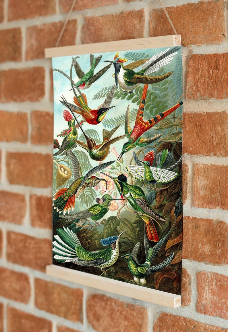 Ernst Haeckel Hummingbird Print: Vintage Tropical Wall Art image 7