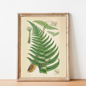 PRINTABLE Set of 15 Fern Images #3, Fern Posters, Vintage Leaf ...