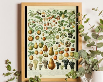 May include: A framed botanical print titled FRUITS featuring a detailed grid of various illustrated fruits including pears, grapes, and berries in shades of green, yellow, orange, and purple, set against a light cream background.