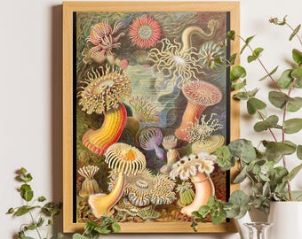 Ernst Haeckel Sea Anemone Vintage Art Print, Coastal Classroom Decor