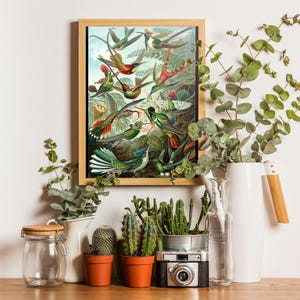 Ernst Haeckel Hummingbird Print: Vintage Tropical Wall Art image 2