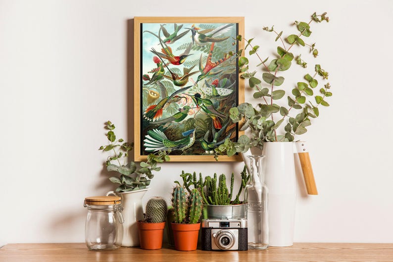 Ernst Haeckel Hummingbird Print: Vintage Tropical Wall Art image 2