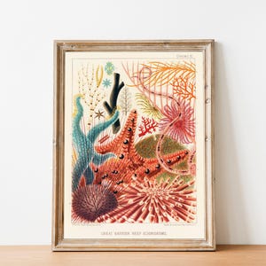 Vintage Coral Reef Print, Marine Life Illustration, Coastal Bathroom Art image 6