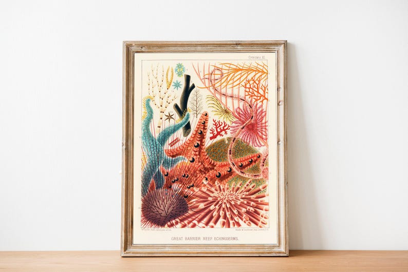 Vintage Coral Reef Print, Marine Life Illustration, Coastal Bathroom Art image 6
