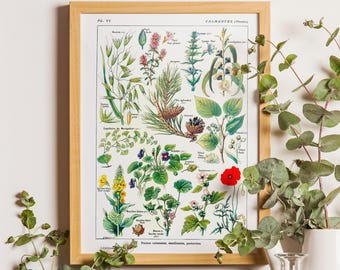 Vintage Botanical Chart Print, Calming Plants Decor
