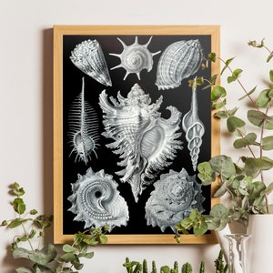 Conjunto de láminas vintage de conchas marinas francesas de Ernst Haeckel, láminas artísticas, arte náutico, decoración de cabañas de playa, arte costero, láminas de conchas, collage, vida marina