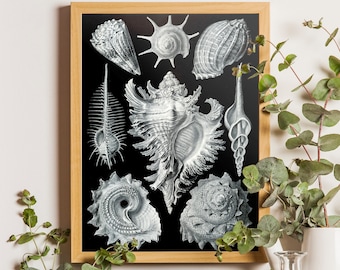 Ernst Haeckel Vintage French Seashell Print Set, Art Prints, Nautical Art, Beach Cottage Decor, Coastal Art, Shell Print, Collage, Sea Life