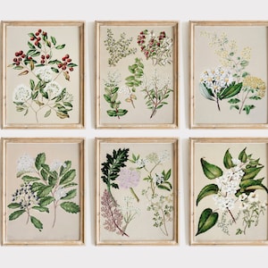 Vintage Wild Flower Painting, Wild Flower Print, Warm Aesthetics, Vintage Botanical Art, Flower Themed Prints,  A3 Plant Print