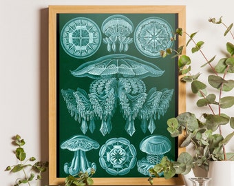 Antique Jellyfish Print - Ernst Haeckel Biology Jellyfish Poster, Naukowa Ilustracja Anatomii, Organic Żeglarski Biologiczne Sztuki Vintage