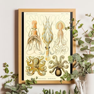 Vitnage Octopus Gamochonia Ernst Haeckel Vintage Poster, Modern Posters, Animal Print, Marine Wall Decor, Ernst Haeckel Prints, Coastal Art