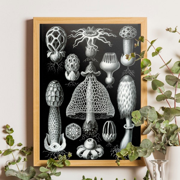 Mushroom Print, Mushroom Art, Poster, Ernst Haeckel Botanical Illustration, Fungi Basimycetes/Stinkhorn Mushrooms Wall Art, Botanical Art