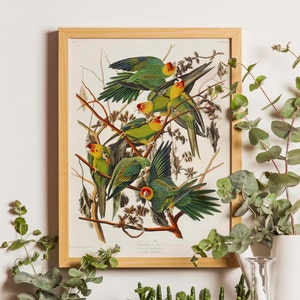 Impresión de loro de Carolina, pintura de pájaro antigua, impresión de loro, loro americano, amante de los pájaros, decoración de vivero de pájaros, pájaros antiguos, arte de pájaros antiguos