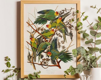 Impression de perroquet de Caroline, peinture d’oiseau antique, impression de perroquet, perroquet américain, amoureux des oiseaux, décor de pépinière d’oiseaux, oiseaux vintage, art d’oiseau vintage