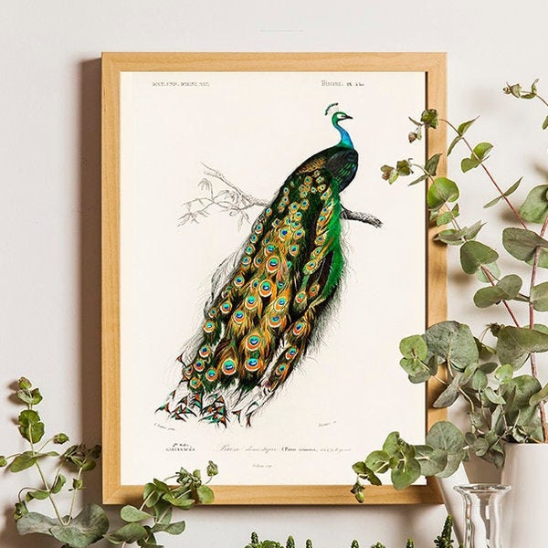 Peafowl Print, Antique Animal Painting, Vintage Drawing Poster Wall Art Decor, Indian Peafowl, wildlife decor, animal print, Orbigny Bird