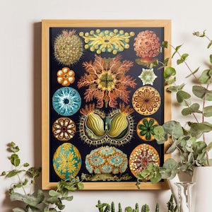 Ernst Haeckel Ascidiae Print, Vintage Sea Creatures Nautical Art