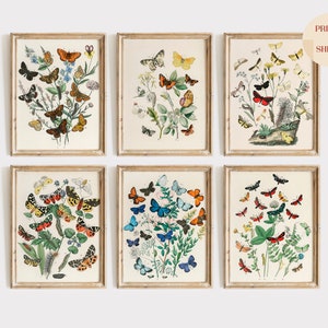 Vintage Butterflies Print Set, Butterflies Art Set, Vintage Butterfly Illustrations, Aesthetic Trendy Wall Decor, Antique Insect Wall Art