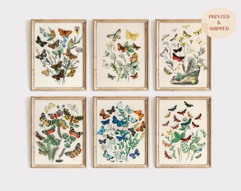 Vintage Butterflies Print Set, Butterflies Art Set, Vintage Butterfly Illustrations, Aesthetic Trendy Wall Decor, Antique Insect Wall Art