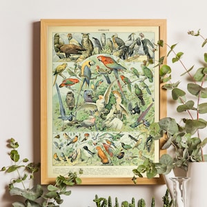 Vintage Science Bird Print 1909 - Adolphe Millot Poster Home Decor Botanical Print Bird Poster Science Birthday Gift Ornotical print