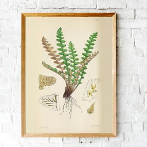 PRINTABLE Set of 15 Fern Images #2, Botanical Wall Art Fern Posters ...