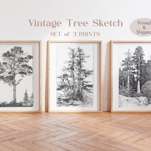 Vintage Tree Sketch Set of 3, Forest Print, Antique Tree Drawings, Botanical Art, Farmhouse Art Set, Nature Sketch, Etching Tree Print