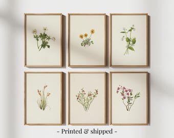 Vintage Wildflower Prints: Botanical Gallery Wall Art Set of 6